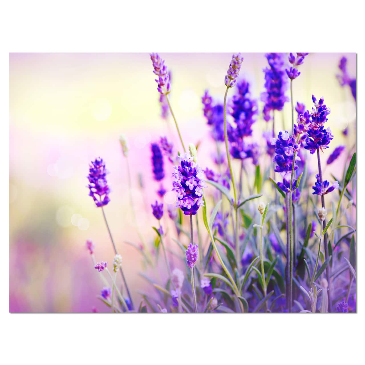 Designart - Purple Lavender Field - Floral Photography Canvas Art Print